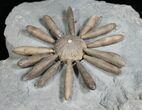 Gymnocidaris Urchin Fossil - Jurassic #5919-2